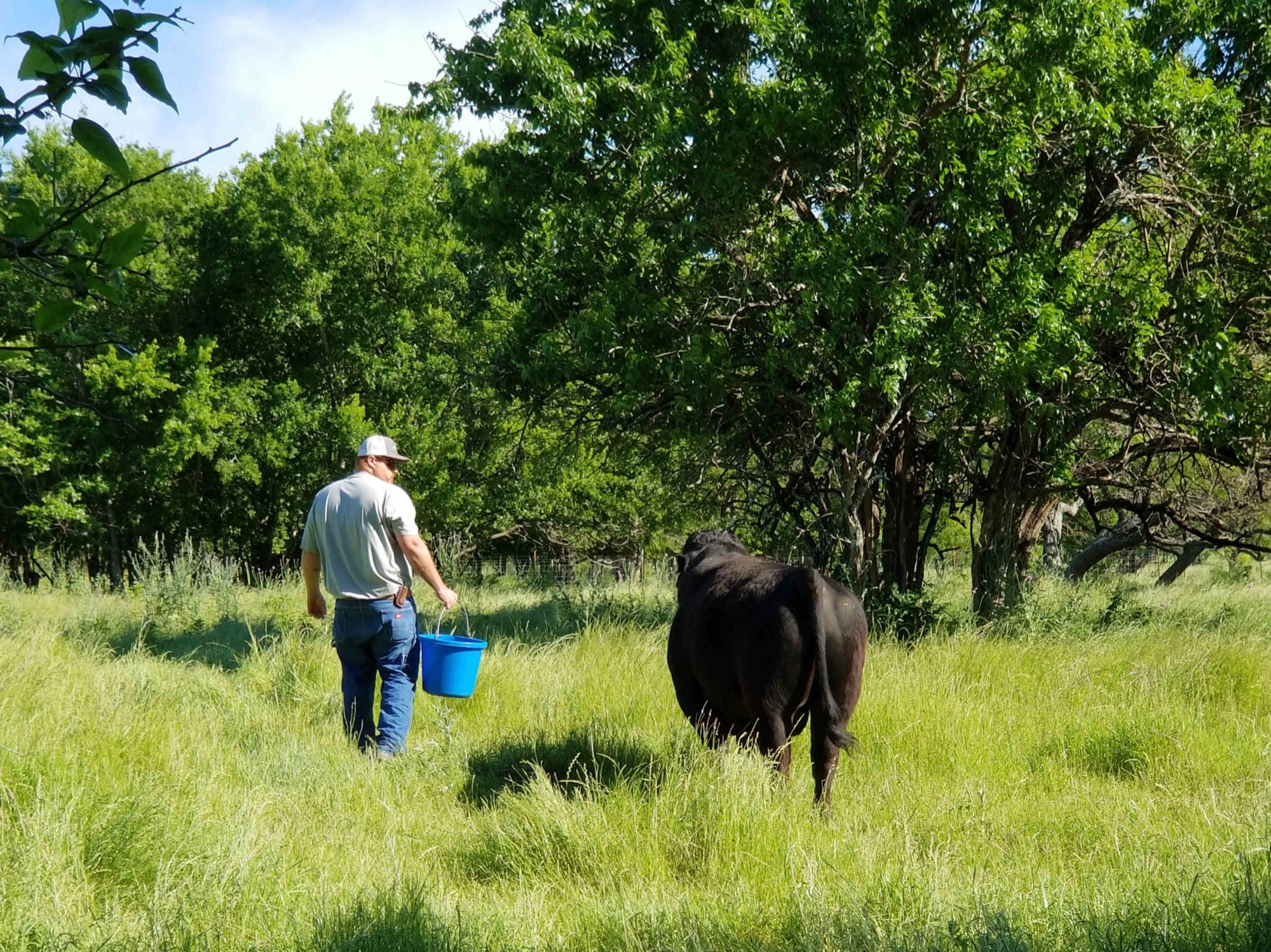 Feeding cattle on the ranch